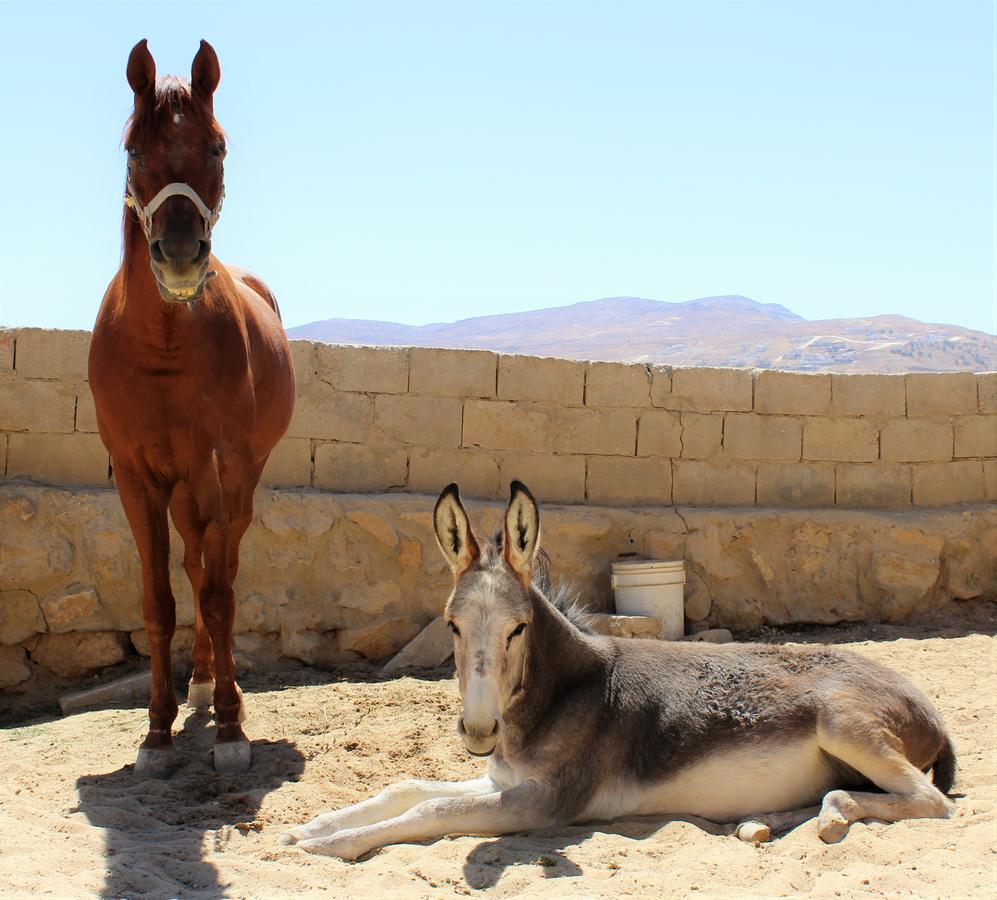 Petra Bed & Breakfast Wadi Musa Exterior photo